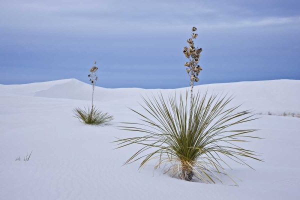 New Mexico, White Sands NM Yucca on sand dunes